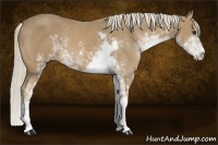 Horse Color:Palomino Sabino 