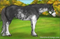 Horse Color:Liver Chestnut Sabino