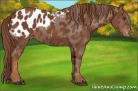Horse Color:Chestnut Sabino Blanket 