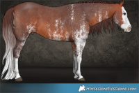 Horse Color:White Spotted Chocolate Bay Splash 