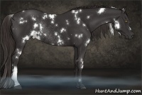 Horse Color:White Spotted Liver Chestnut Rabicano 