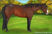 Horse Color:Bay Splash 