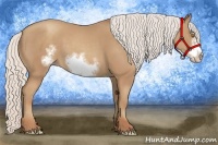 Horse Color:Silver Classic Champagne Frame 