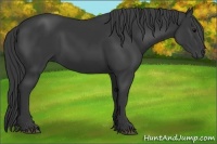 Horse Color:Black Rabicano 