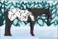 Horse Color:Black Appaloosa
