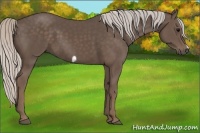 Horse Color:Silver Black Frame