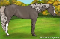 Horse Color:Silver Black 