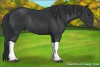 Horse Color:Black Rabicano