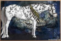 Horse Color:White Spotted Blue Roan Appaloosa