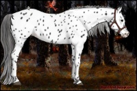 Horse Color:Black Near Leopard 