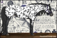 Horse Color:Black Near Leopard 