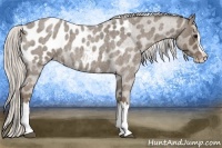 Horse Color:Silver Smoky Blue Roan Splash Appaloosa