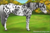 Horse Color:White Spotted Black Sabino Blanket 
