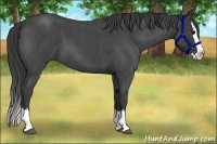 Horse Color:Smoky Blue Roan Splash 