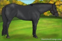 Horse Color:Black 