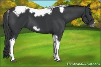 Horse Color:Black Tobiano Frame