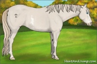 Horse Color:Smoky Creme Sabino Brindle