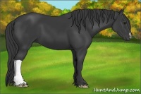 Horse Color:Smoky Black 