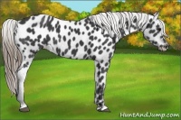 Horse Color:Smoky Black Appaloosa 