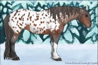 Horse Color:Bay Tobiano Near Leopard 