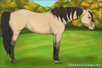Horse Color:Bay Dun Splash 