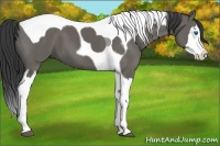 Horse Color:Grullo Splash Tobiano 