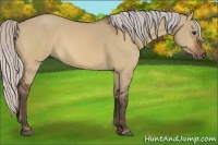 Horse Color:Silver Bay Dun 