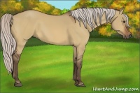 Horse Color:Silver Bay Dun