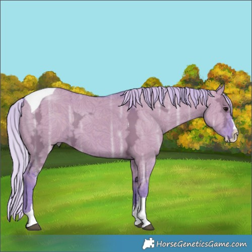 Horse Color:Watercolor Silver Grullo Ice Sabino Splash Tobiano Rabicano
