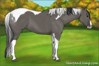 Horse Color:Grullo Splash Tobiano 