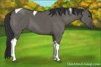 Horse Color:Grullo Tobiano 