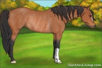 Horse Color:Bay Rabicano 