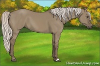 Horse Color:Silver Grullo 