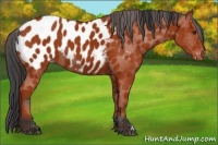 Horse Color:Bay Appaloosa