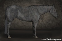 Horse Color:Black  Brindle
