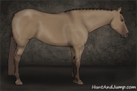 Horse Color:Liver Red Dun 
