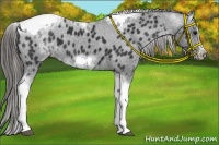 Horse Color:White Spotted Black Splash Tobiano Frame Appaloosa