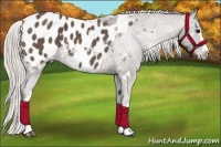 Horse Color:White Spotted Silver Black Appaloosa  Brindle