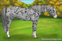 Horse Color:Black Splash Appaloosa 
