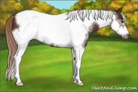 Horse Color:Liver Chestnut Tobiano Frame 
