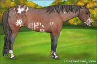 Horse Color:Brown Frame Appaloosa  and Brown Frame Appaloosa 