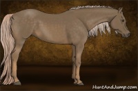 Horse Color:Chocolate Palomino 