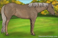 Horse Color:Chocolate Palomino
