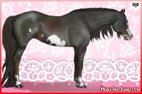 Horse Color:Liver Chestnut Frame 
