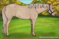 Horse Color:Palomino Roan 