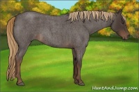 Horse Color:Liver Red Roan 