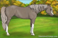 Horse Color:Silver Grullo 