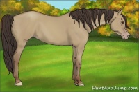Horse Color:Classic Champagne Dun 