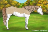 Horse Color:Red Dun Splash  Brindle