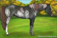 Horse Color:White Spotted Liver Chestnut Sabino 